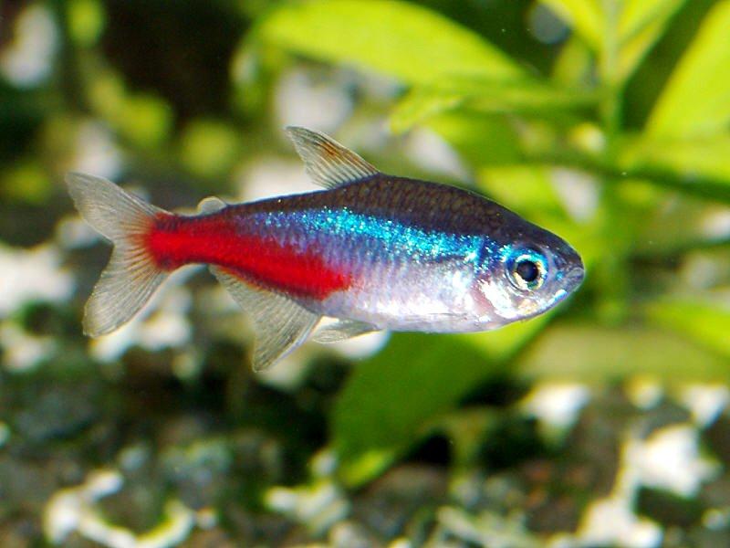 טטרה נאון  Neon Tetra